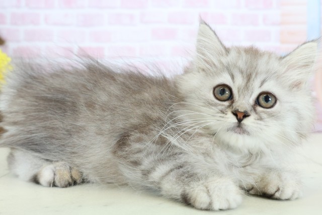 新潟県のミヌエット (Coo&RIKUイオンモール新発田店/2025年11月20日生まれ/男の子/シルバータビー)の子猫の2枚目の画像