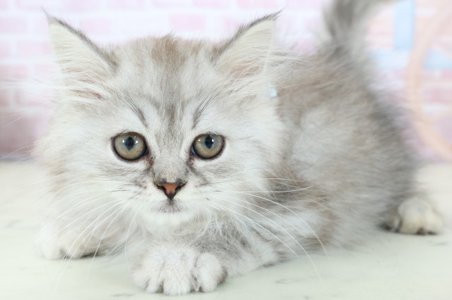 新潟県のミヌエット (Coo&RIKUイオンモール新発田店/2025年11月20日生まれ/男の子/シルバータビー)の子猫の3枚目の画像