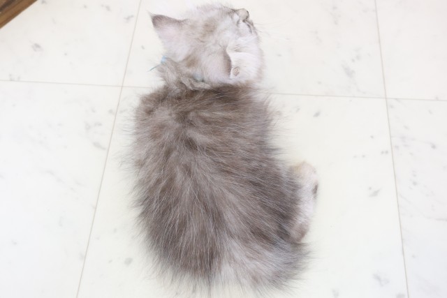 新潟県のミヌエット (Coo&RIKUイオンモール新発田店/2025年11月20日生まれ/男の子/シルバータビー)の子猫の4枚目の画像