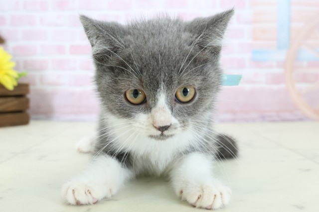 ブリティッシュショートヘアー