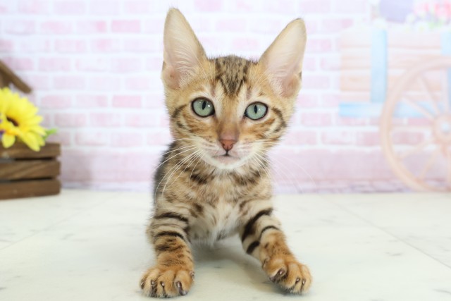 石川県のトイガー (Coo&RIKUイオン野々市南店/2025年12月17日生まれ/女の子/ブラウンスポットタビー)の子猫の1枚目の画像