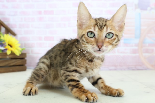 石川県のトイガー (Coo&RIKUイオン野々市南店/2025年12月17日生まれ/女の子/ブラウンスポットタビー)の子猫の2枚目の画像