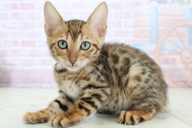 石川県のトイガー (Coo&RIKUイオン野々市南店/2025年12月17日生まれ/女の子/ブラウンスポットタビー)の子猫の3枚目の画像