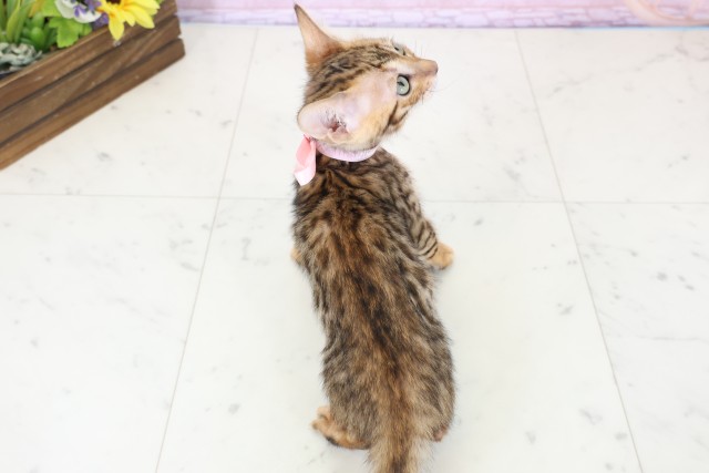 石川県のトイガー (Coo&RIKUイオン野々市南店/2025年12月17日生まれ/女の子/ブラウンスポットタビー)の子猫の4枚目の画像