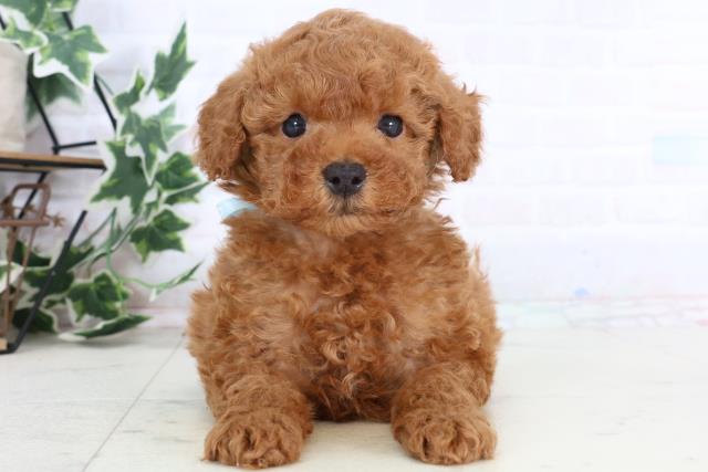 トイ・プードル