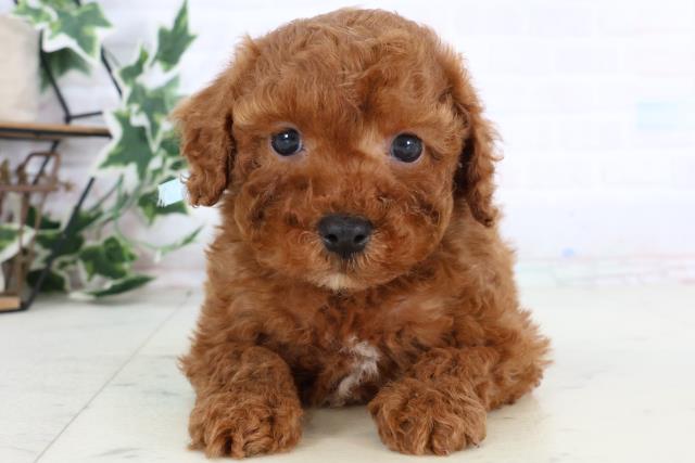 トイ・プードル