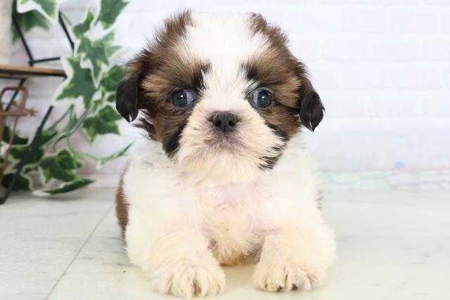 福岡県のシーズー (Coo&RIKU福岡東店/2025年12月27日生まれ/男の子/ゴールドホワイト)の子犬の1枚目の画像