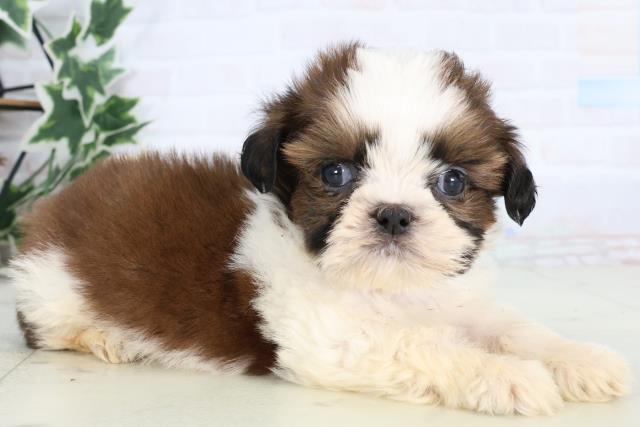 福岡県のシーズー (Coo&RIKU福岡東店/2025年12月27日生まれ/男の子/ゴールドホワイト)の子犬の2枚目の画像