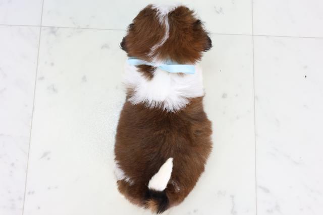 福岡県のシーズー (Coo&RIKU福岡東店/2025年12月27日生まれ/男の子/ゴールドホワイト)の子犬の4枚目の画像