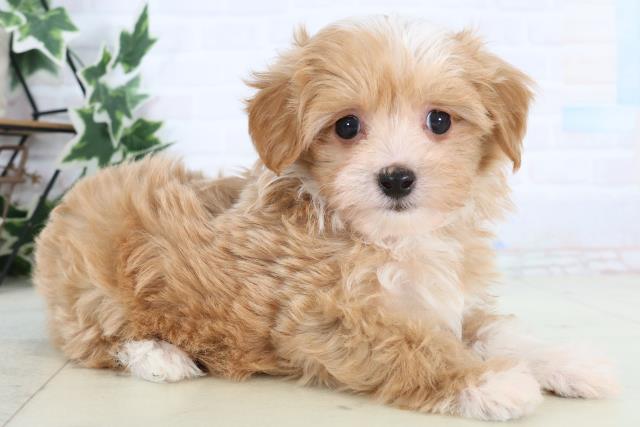 新潟県のマルプー(マルチーズ×プードル) (Coo&RIKU長岡店/2025年12月27日生まれ/女の子/アプリコットホワイト)の子犬の2枚目の画像