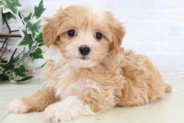 新潟県のマルプー(マルチーズ×プードル) (Coo&RIKU長岡店/2025年12月27日生まれ/女の子/アプリコットホワイト)の子犬の3枚目の画像