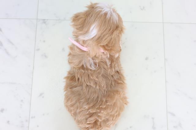 新潟県のマルプー(マルチーズ×プードル) (Coo&RIKU長岡店/2025年12月27日生まれ/女の子/アプリコットホワイト)の子犬の4枚目の画像