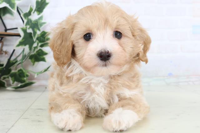 広島県のマルプー(マルチーズ×プードル) (Coo&RIKU東広島店/2025年12月27日生まれ/女の子/アプリコットホワイト)の子犬の1枚目の画像