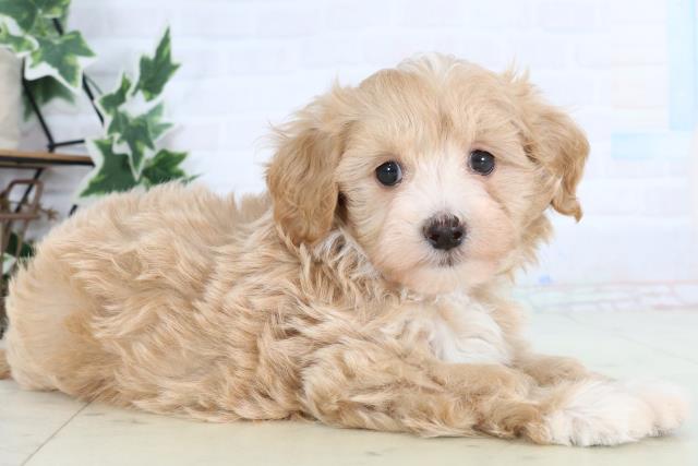 広島県のマルプー(マルチーズ×プードル) (Coo&RIKU東広島店/2025年12月27日生まれ/女の子/アプリコットホワイト)の子犬の2枚目の画像