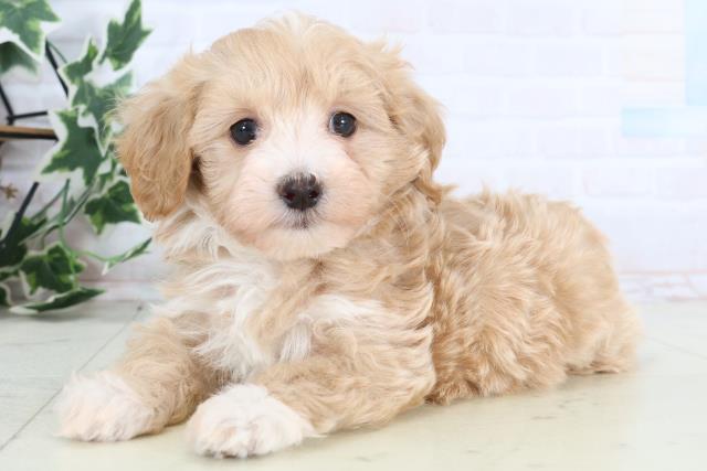 広島県のマルプー(マルチーズ×プードル) (Coo&RIKU東広島店/2025年12月27日生まれ/女の子/アプリコットホワイト)の子犬の3枚目の画像