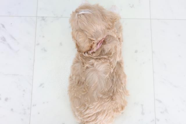 広島県のマルプー(マルチーズ×プードル) (Coo&RIKU東広島店/2025年12月27日生まれ/女の子/アプリコットホワイト)の子犬の4枚目の画像