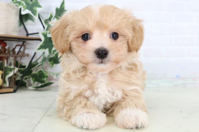 広島県のマルプー(マルチーズ×プードル) (Coo&RIKU東広島店/2025年12月27日生まれ/男の子/アプリコットホワイト)の子犬の1枚目の画像