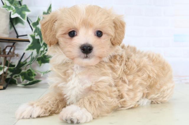 広島県のマルプー(マルチーズ×プードル) (Coo&RIKU東広島店/2025年12月27日生まれ/男の子/アプリコットホワイト)の子犬の3枚目の画像