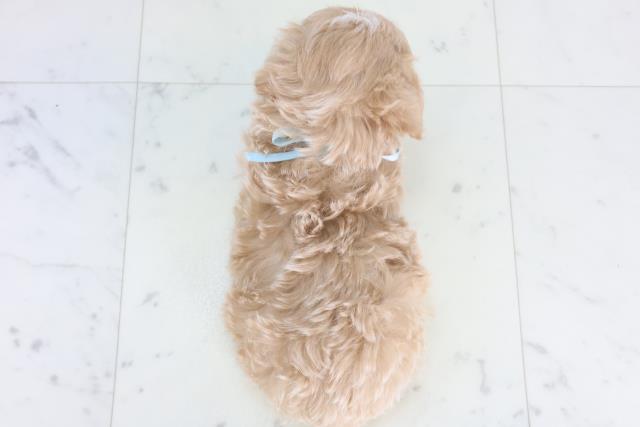 広島県のマルプー(マルチーズ×プードル) (Coo&RIKU東広島店/2025年12月27日生まれ/男の子/アプリコットホワイト)の子犬の4枚目の画像