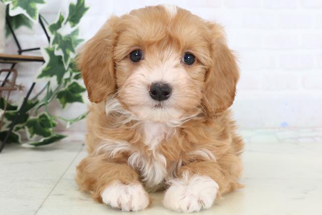 山口県のマルプー(マルチーズ×プードル) (Coo&RIKUシーモール下関店/2025年12月27日生まれ/男の子/アプリコットホワイト)の子犬の1枚目の画像