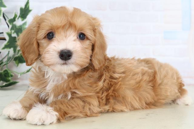 山口県のマルプー(マルチーズ×プードル) (Coo&RIKUシーモール下関店/2025年12月27日生まれ/男の子/アプリコットホワイト)の子犬の3枚目の画像