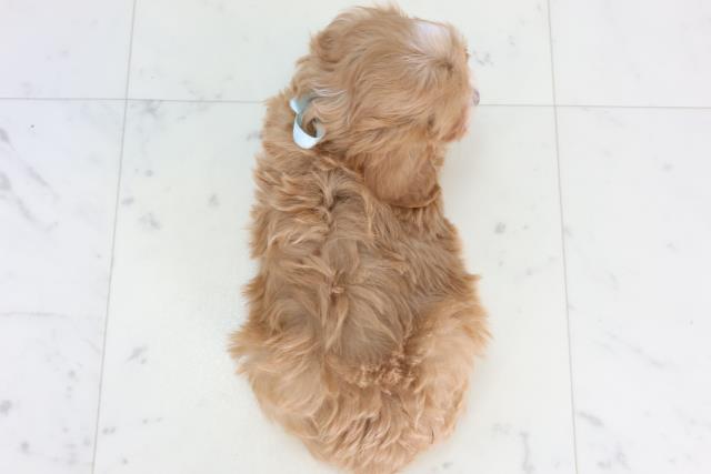 山口県のマルプー(マルチーズ×プードル) (Coo&RIKUシーモール下関店/2025年12月27日生まれ/男の子/アプリコットホワイト)の子犬の4枚目の画像