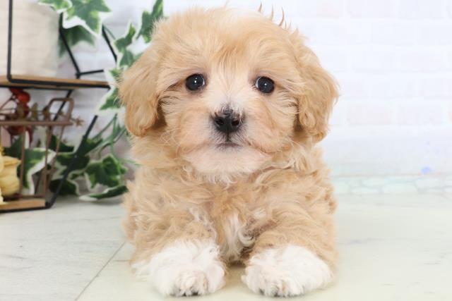 新潟県のマルプー(マルチーズ×プードル) (Coo&RIKU新潟東店/2025年12月27日生まれ/男の子/アプリコットホワイト)の子犬の1枚目の画像
