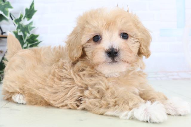 新潟県のマルプー(マルチーズ×プードル) (Coo&RIKU新潟東店/2025年12月27日生まれ/男の子/アプリコットホワイト)の子犬の2枚目の画像