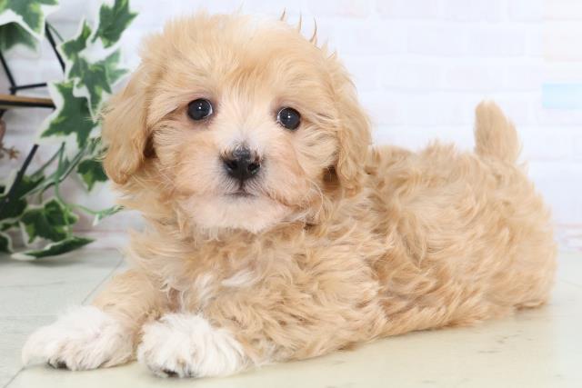 新潟県のマルプー(マルチーズ×プードル) (Coo&RIKU新潟東店/2025年12月27日生まれ/男の子/アプリコットホワイト)の子犬の3枚目の画像