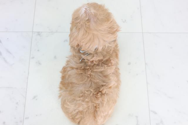 新潟県のマルプー(マルチーズ×プードル) (Coo&RIKU新潟東店/2025年12月27日生まれ/男の子/アプリコットホワイト)の子犬の4枚目の画像