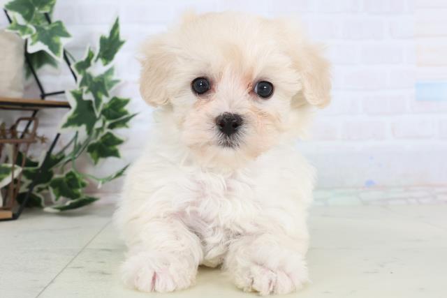 長野県のマルプー(マルチーズ×プードル) (Coo&RIKU綿半諏訪店/2025年12月27日生まれ/男の子/クリーム)の子犬の1枚目の画像