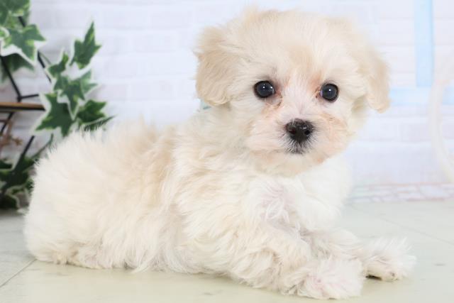 長野県のマルプー(マルチーズ×プードル) (Coo&RIKU綿半諏訪店/2025年12月27日生まれ/男の子/クリーム)の子犬の2枚目の画像