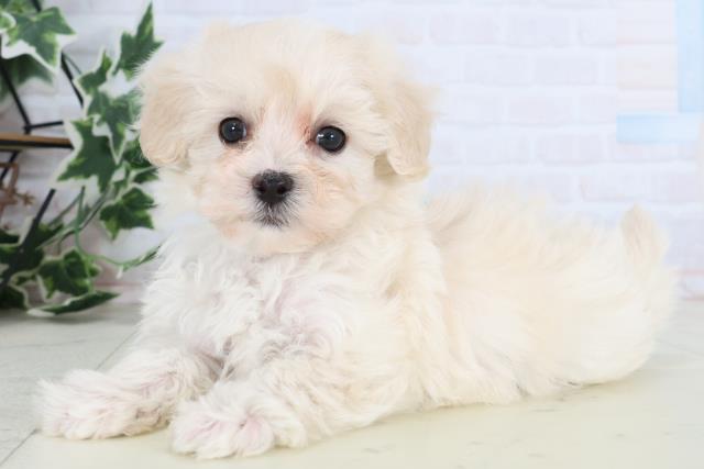 長野県のマルプー(マルチーズ×プードル) (Coo&RIKU綿半諏訪店/2025年12月27日生まれ/男の子/クリーム)の子犬の3枚目の画像