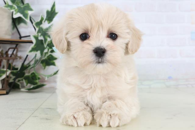 新潟県のマルプー(マルチーズ×プードル) (Coo&RIKUイオンモール新発田店/2025年12月27日生まれ/男の子/クリーム)の子犬の1枚目の画像