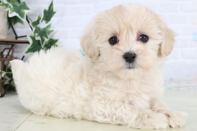 新潟県のマルプー(マルチーズ×プードル) (Coo&RIKUイオンモール新発田店/2025年12月27日生まれ/男の子/クリーム)の子犬の2枚目の画像