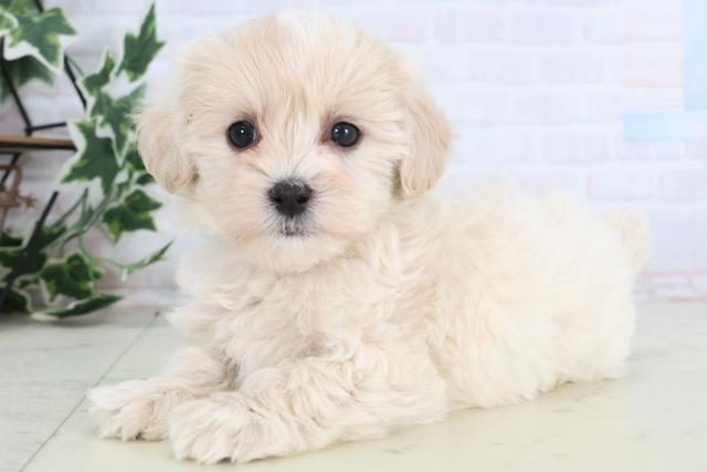新潟県のマルプー(マルチーズ×プードル) (Coo&RIKUイオンモール新発田店/2025年12月27日生まれ/男の子/クリーム)の子犬の3枚目の画像