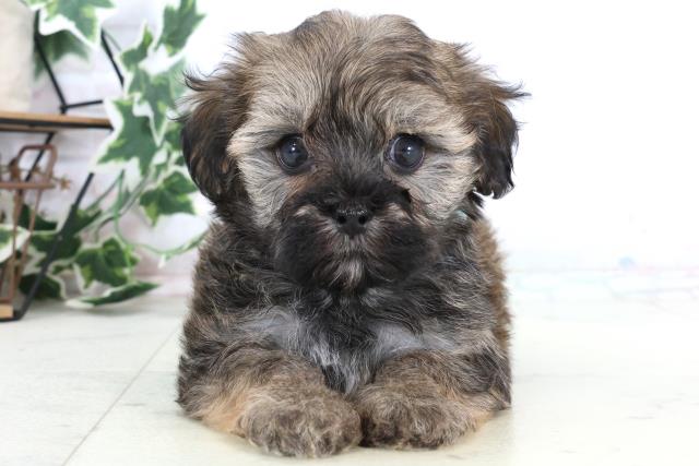 長野県のマルプー(マルチーズ×プードル) (Coo&RIKU松本店/2025年12月27日生まれ/男の子/フォーン)の子犬の1枚目の画像