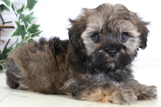 長野県のマルプー(マルチーズ×プードル) (Coo&RIKU松本店/2025年12月27日生まれ/男の子/フォーン)の子犬の2枚目の画像