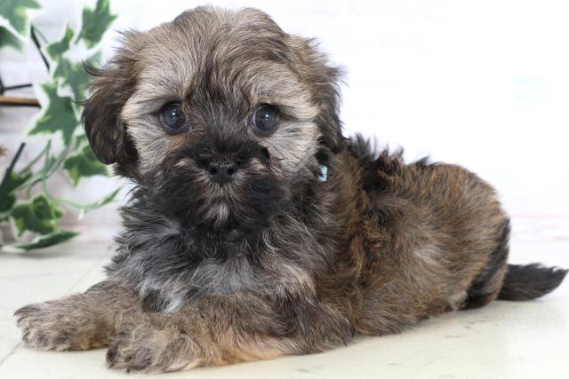 長野県のマルプー(マルチーズ×プードル) (Coo&RIKU松本店/2025年12月27日生まれ/男の子/フォーン)の子犬の3枚目の画像