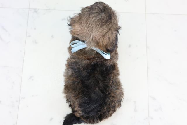 長野県のマルプー(マルチーズ×プードル) (Coo&RIKU松本店/2025年12月27日生まれ/男の子/フォーン)の子犬の4枚目の画像