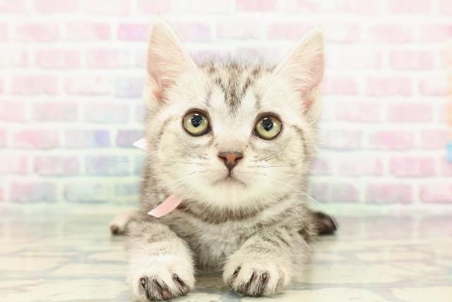 東京都のアメリカンショートヘアー (Coo&RIKU広尾店/2025年12月22日生まれ/女の子/シルバータビー)の子猫の1枚目の画像