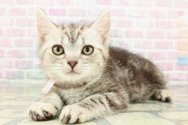 東京都のアメリカンショートヘアー (Coo&RIKU広尾店/2025年12月22日生まれ/女の子/シルバータビー)の子猫の2枚目の画像