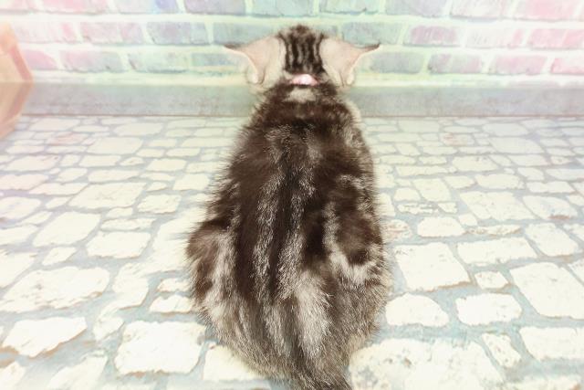 東京都のアメリカンショートヘアー (Coo&RIKU広尾店/2025年12月22日生まれ/女の子/シルバータビー)の子猫の4枚目の画像