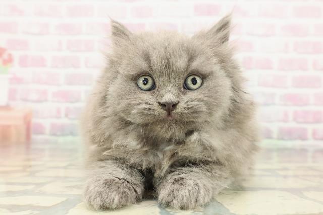 東京都のブリティッシュロングヘアー (Coo&RIKU武蔵小山店/2025年12月28日生まれ/男の子/ブルー)の子猫の1枚目の画像