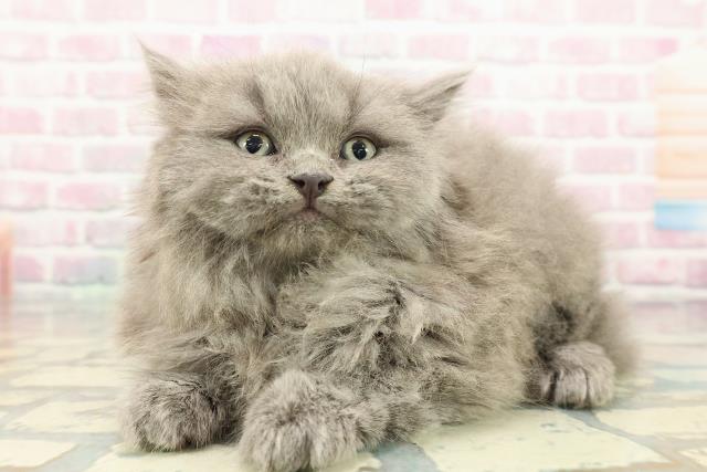 東京都のブリティッシュロングヘアー (Coo&RIKU武蔵小山店/2025年12月28日生まれ/男の子/ブルー)の子猫の2枚目の画像