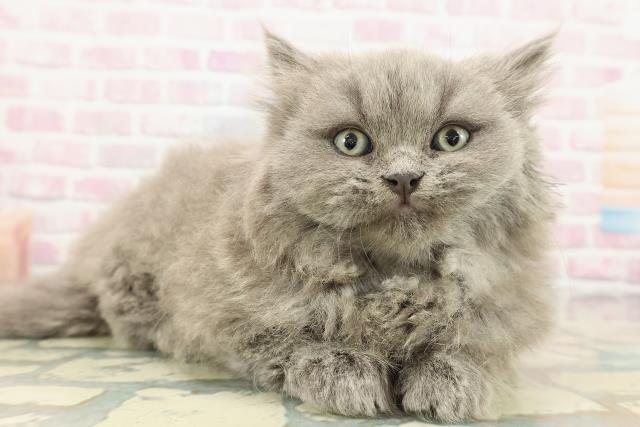 東京都のブリティッシュロングヘアー (Coo&RIKU武蔵小山店/2025年12月28日生まれ/男の子/ブルー)の子猫の3枚目の画像