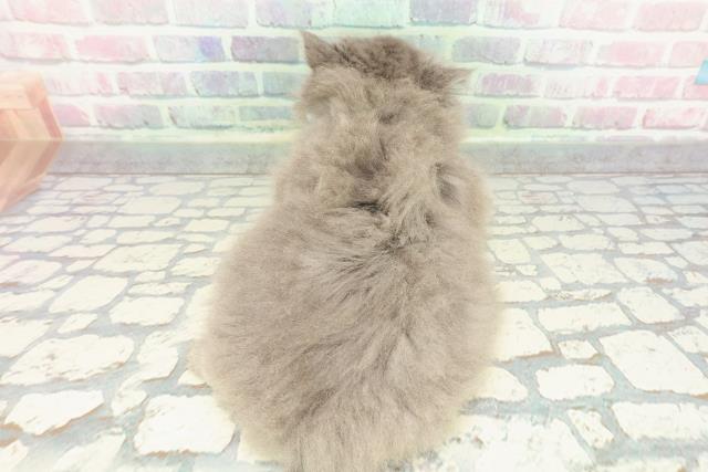 東京都のブリティッシュロングヘアー (Coo&RIKU武蔵小山店/2025年12月28日生まれ/男の子/ブルー)の子猫の4枚目の画像