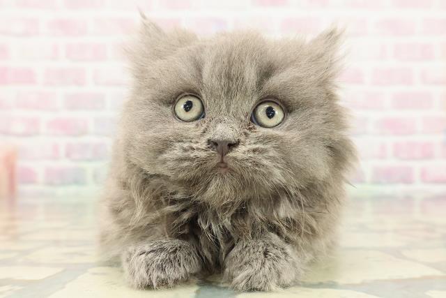 東京都のブリティッシュロングヘアー (Coo&RIKU池袋西口店/2025年12月28日生まれ/女の子/ブルー)の子猫の1枚目の画像