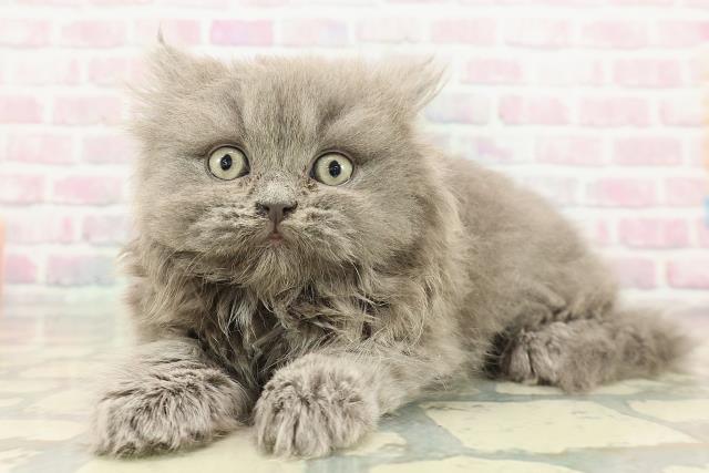 東京都のブリティッシュロングヘアー (Coo&RIKU池袋西口店/2025年12月28日生まれ/女の子/ブルー)の子猫の2枚目の画像