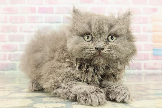 東京都のブリティッシュロングヘアー (Coo&RIKU池袋西口店/2025年12月28日生まれ/女の子/ブルー)の子猫の3枚目の画像